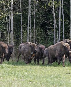 10 żubrów odstrzelonych w Puszczy Boreckiej. "Były chore"