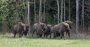 10 żubrów odstrzelonych w Puszczy Boreckiej. "Były chore"