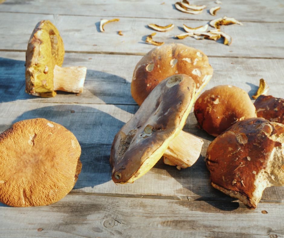 Jak pozbyć się robaków z grzybów- Pyszności