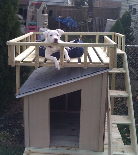 Fancy Dog House