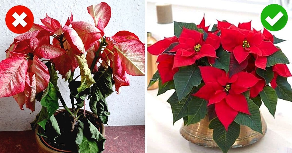 Poinsettia – the Star of the Christmas Table. Take Good Care of It and You Will Enjoy Its Beauty Next Year, Too.