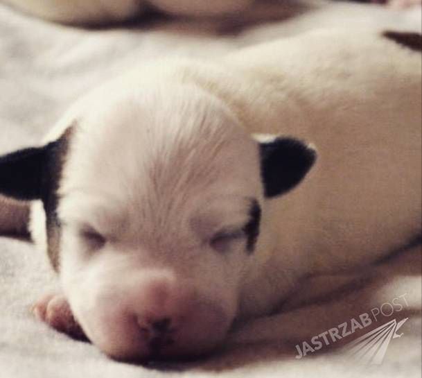 Nowy piesek Karoliny Korwin Piotrowskiej
Fotografia: Instagram.com