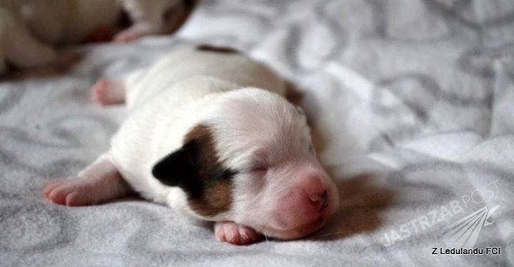 Nowy piesek Karoliny Korwin Piotrowskiej
Fotografia: Instagram.com