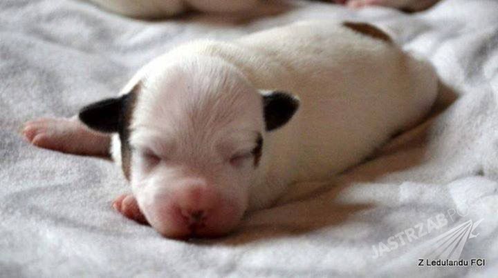 Nowy piesek Karoliny Korwin Piotrowskiej
Fotografia: Instagram.com