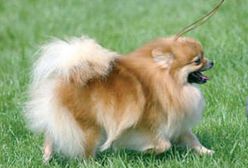 Majówka psiej arystokracji