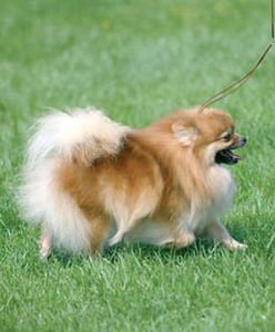 Majówka psiej arystokracji