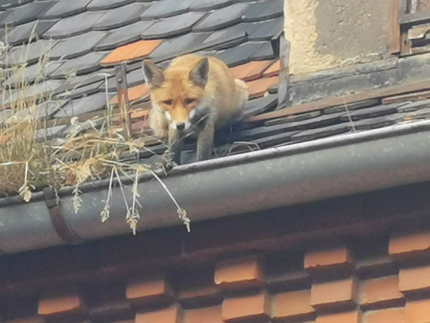 Świdnica: lis utknął na dachu. Pomogli mu strażacy