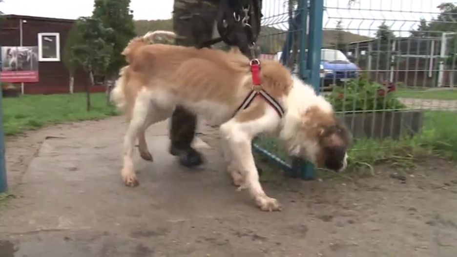 Bernardyn, który powinien ważyć ok. 40 kilogramów, ważył jedynie 18.