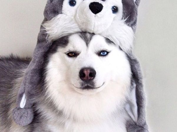 Niesamowite fakty z życia zwierząt, o których nie mieliście pojęcia