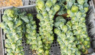 Odpowiednio przygotowana jest pyszna. 5 powodów, by jeść brukselkę