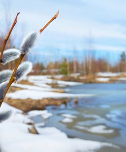 Równonoc wiosenna bohaterem Google Doodle. Początek astronomicznej wiosny