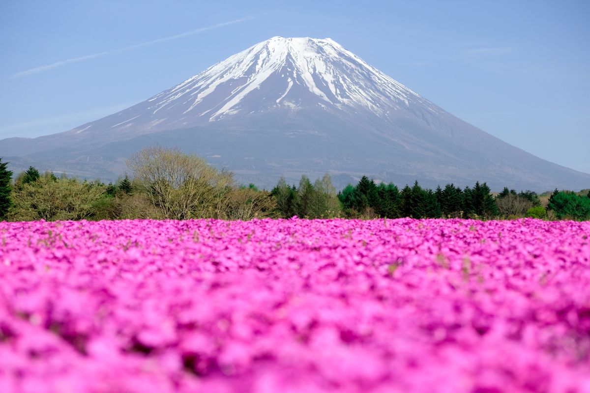 Niezwykły festiwal. Dywany z kwiatów u podnóża wulkanu Fudżi
