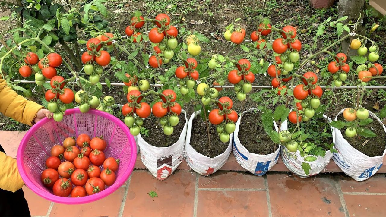 4 najsmaczniejsze odmiany pomidorów. Koniecznie posadź je w swoim ogrodzie