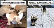 17 piesków, które potrafią doprowadzić swoich właścicieli do łez ze śmiechu