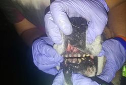 Spiłował psu zęby szlifierką. "Łzy lecą ciurkiem"