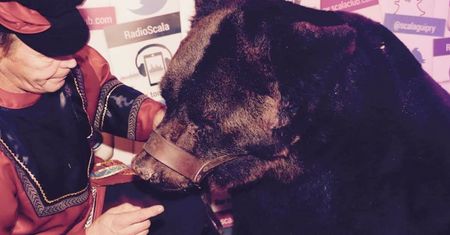 Niedźwiedź maskotką w klubie nocnym. Internauci oburzeni