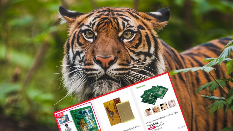 Na świecie zostało coraz mniej tygrysów, a czarny rynek produktów na bazie tych zwierząt prężnie się rozwija.