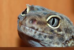 Egzotyczne zwierzęta