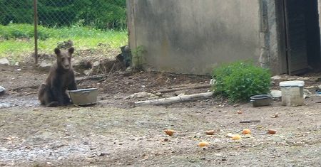 Bieszczady: odłowiono dwa małe niedźwiadki. "Stołowały się" w pobliskich gospodarstwach