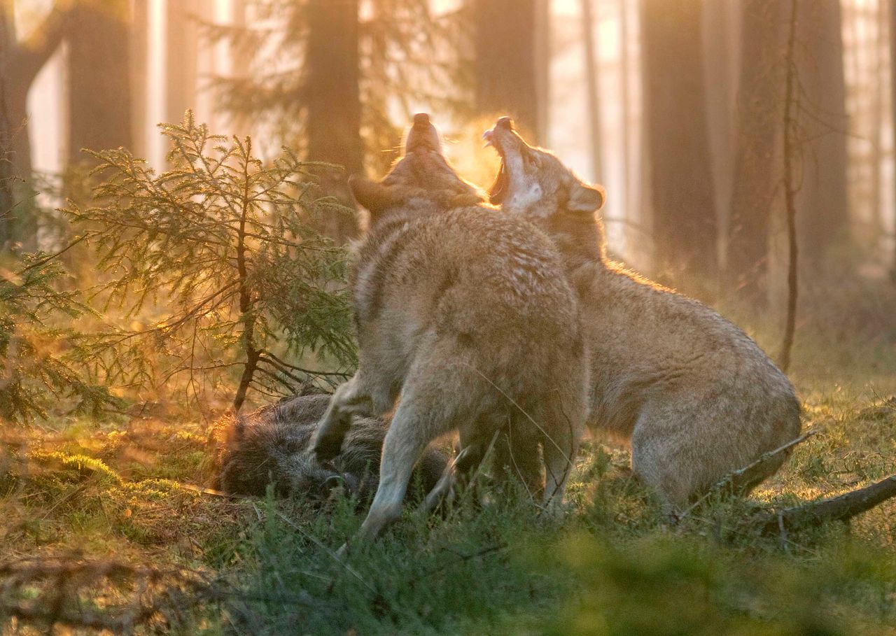 Dramatyczne nagranie. Tak wygląda wilk, który zerwał się z kłusowniczego wnyka