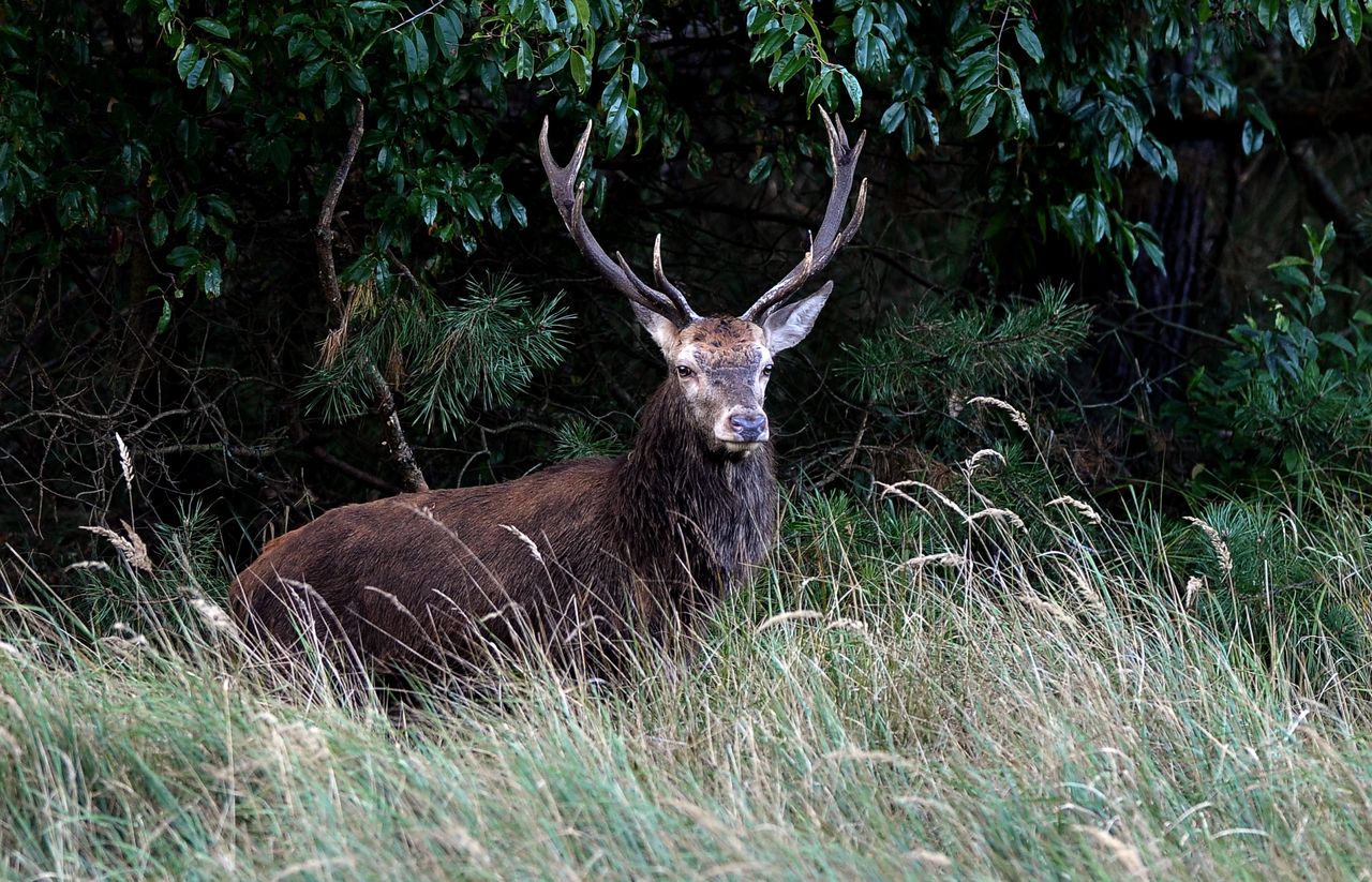 Białowieski Park Narodowy zaprasza turystów na rykowisko. Można nasłuchiwać od zmroku do świtu