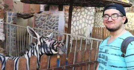 Podrabiane zebry w egipskim zoo. Domalowali paski osłom