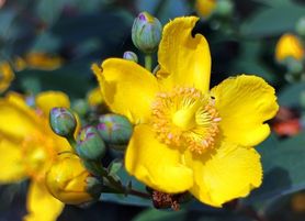 Zioła w walce z depresją