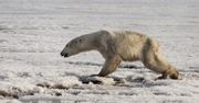 Szokujący skutek zmian klimatycznych. Niedźwiedź polarny na Kamczatce