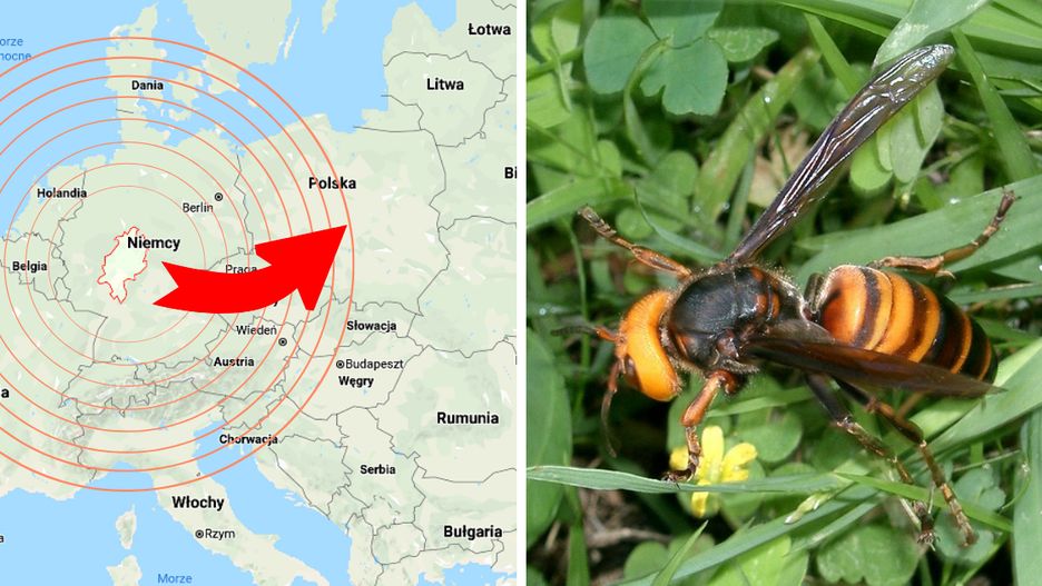Gatunek niezwykle agresywnego owada jest zaledwie kilkaset kilometrów od polskich granic