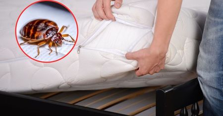 Mieszam z wodą i pryskam materac. Śpię, nie obawiając się pluskw