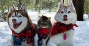 Kot uratowany i wychowany przez husky. Teraz uważa się za psa