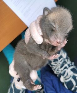 Warszawa. Ochroniarze budynku natrafili na nietypowego gościa