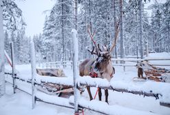 Pierwsza taka atrakcja w Polsce. Lapońska wioska będzie turystycznym hitem