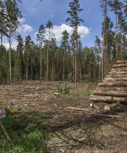 Zapłacimy za każdy dzień wycinki Puszczy Białowieskiej? KE chce kar za nieprzestrzeganie decyzji Trybunału UE