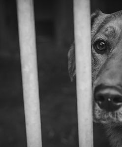 Przyborówko. Eksplozja i pożar w schronisku dla zwierząt. Zginęły psy