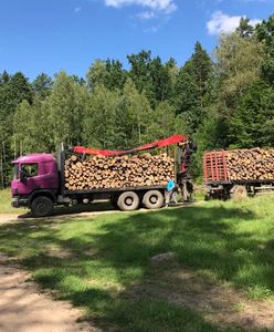 Blokowali wycinkę w Puszczy Białowieskiej. Rozpoczął się ich proces