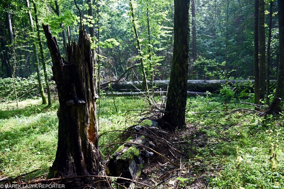 Puszcza Białowieska. "Ryzyko utraty zdrowia i życia wzrosło o blisko 1000 proc."