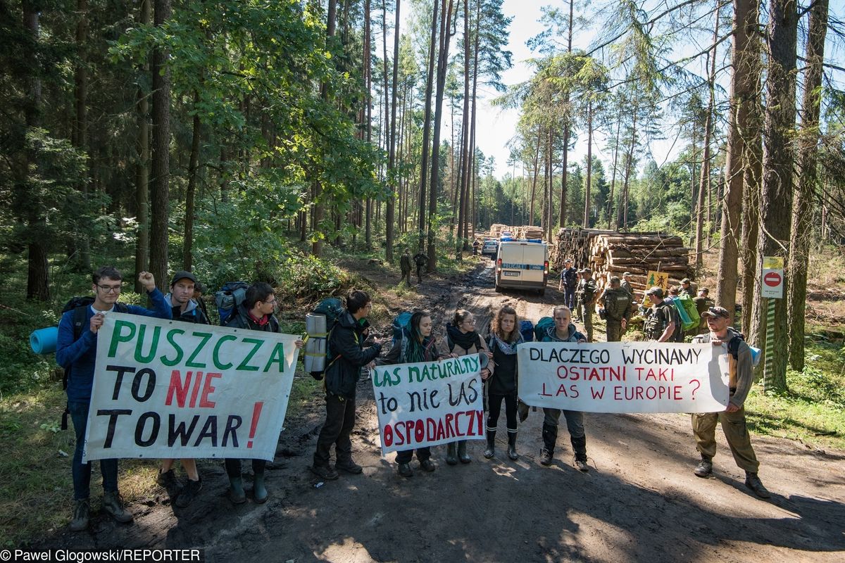 Wycinka Puszczy Białowieskiej. Rok więzienia za napaść na operatora Polsat News