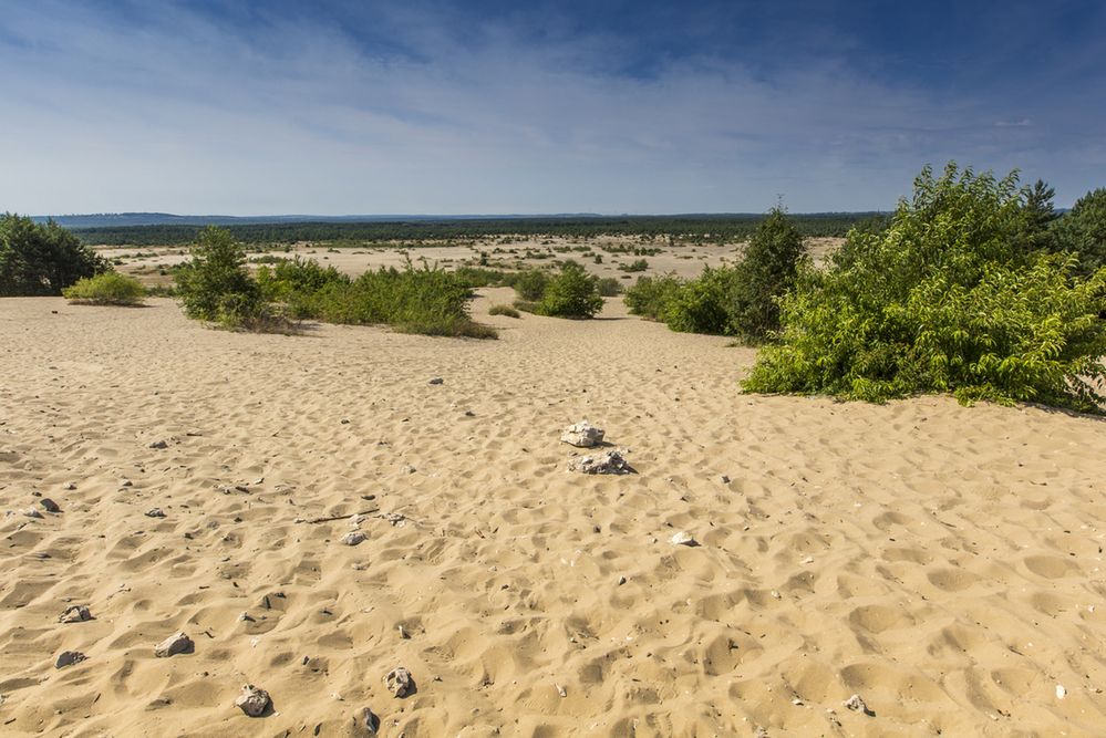 Pustynia Błędowska - skąd się wzięła polska Sahara?