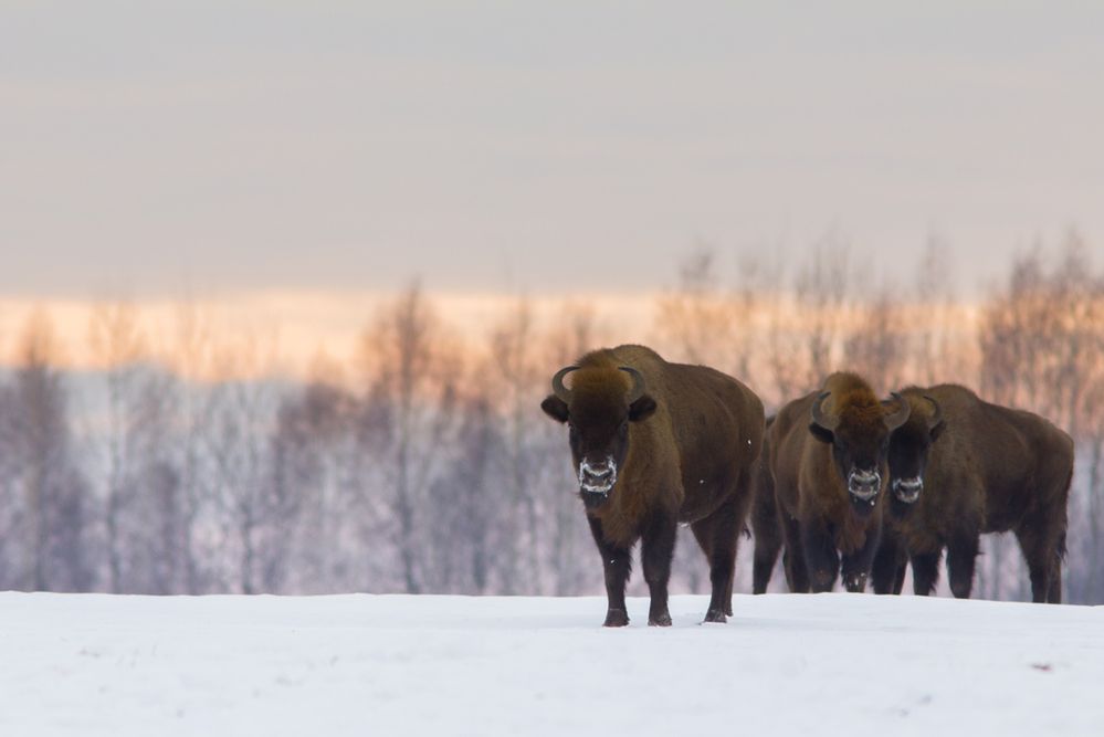 Białowieża. Sylwester z żubrami. Atrakcje. Co na ciebie tu czeka