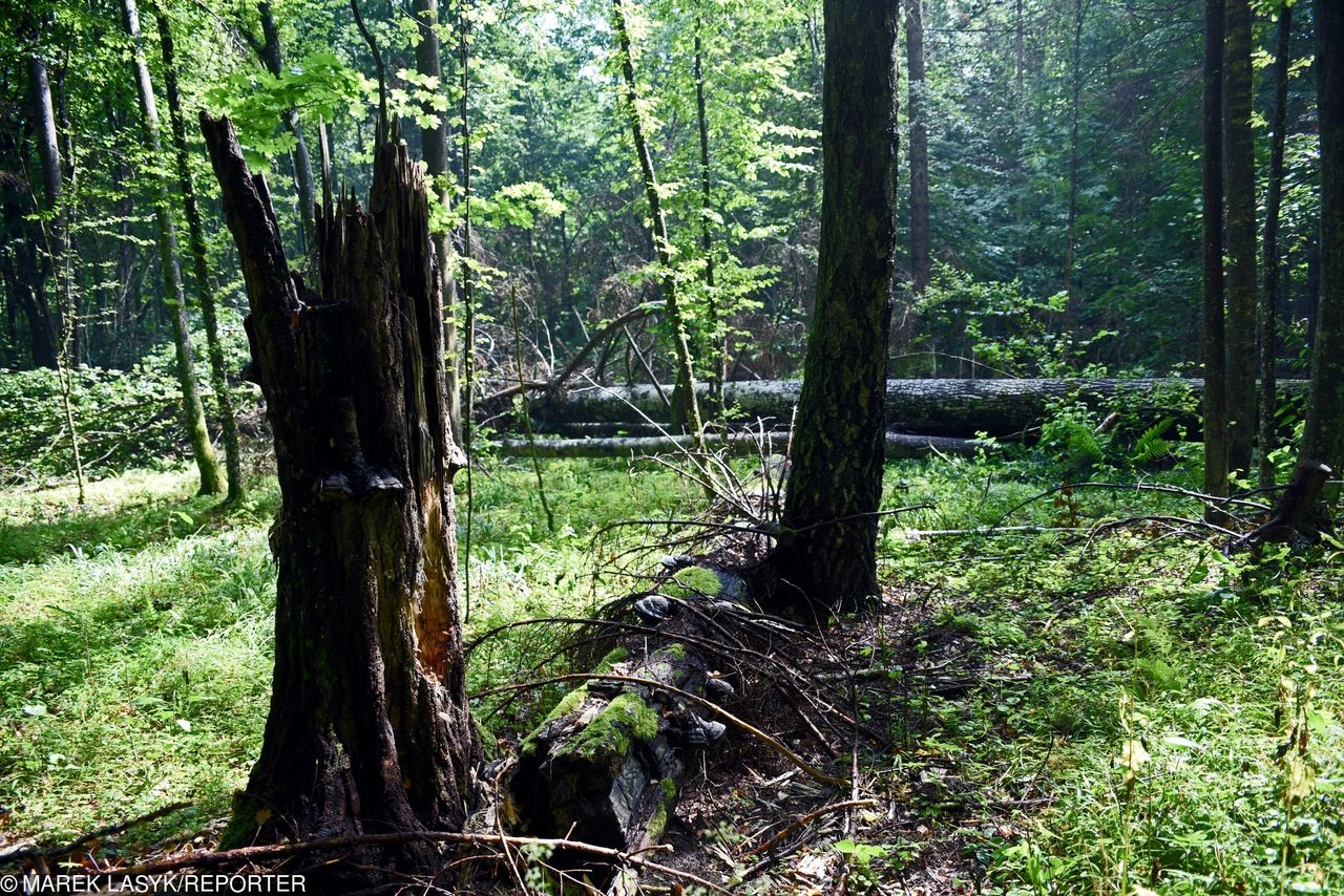 Puszcza Białowieska. "Ryzyko utraty zdrowia i życia wzrosło o blisko 1000 proc."