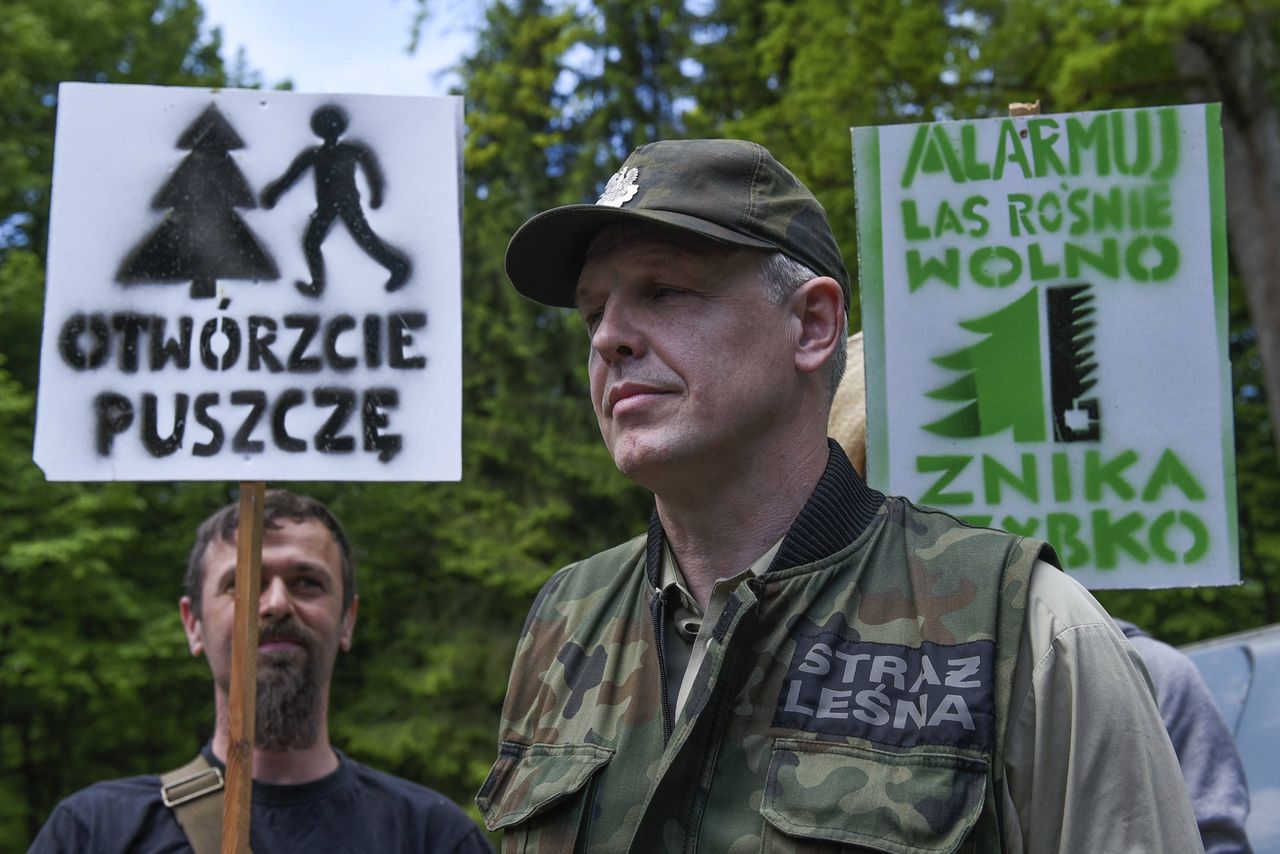 Cały czas padają drzewa w Puszczy Białowieskiej. Wszyscy mają złamane serca, ale nie mogą nic z tym zrobić