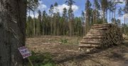 Zapłacimy za każdy dzień wycinki Puszczy Białowieskiej? KE chce kar za nieprzestrzeganie decyzji Trybunału UE