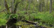 Czy Puszcza Białowieska powinna być parkiem narodowym?