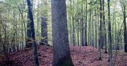 Puszcza Białowieska –  odkryto kilkadziesiąt kurhanów sprzed 1,5 tys. lat
