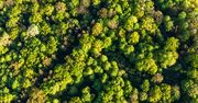 Puszcza Białowieska - jeden z największych skarbów Polski