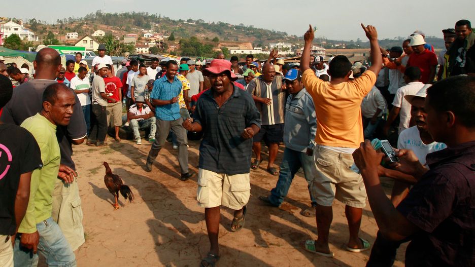Walki kogutów są tradycyjną formą rozrywki na Madagaskarze