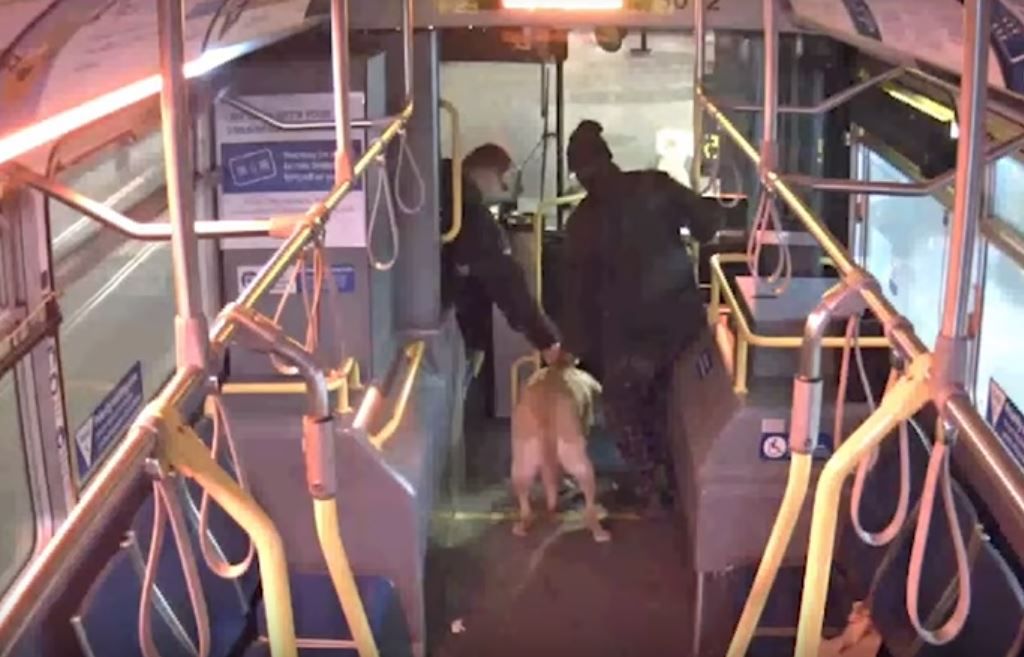 Kierowca autobusu uratował skradzionego psa