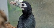 We wrocławskim zoo narodził się dzioborożec palawański
