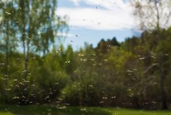 Plaga komarów w Krakowie. Miasto rezygnuje z walki i oprysków